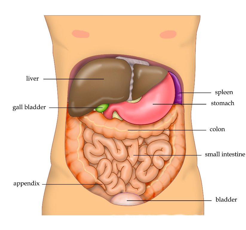 糖尿病5-肝臟liver_Tvanbr