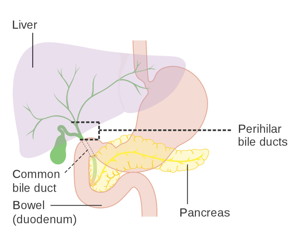 糖尿病7-胰臟Pancreas_CRUK