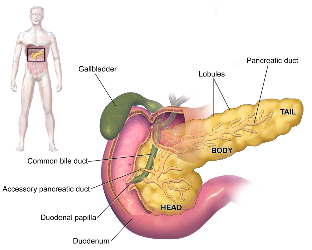 糖尿病6-胰臟Pancreas_BruceBlaus