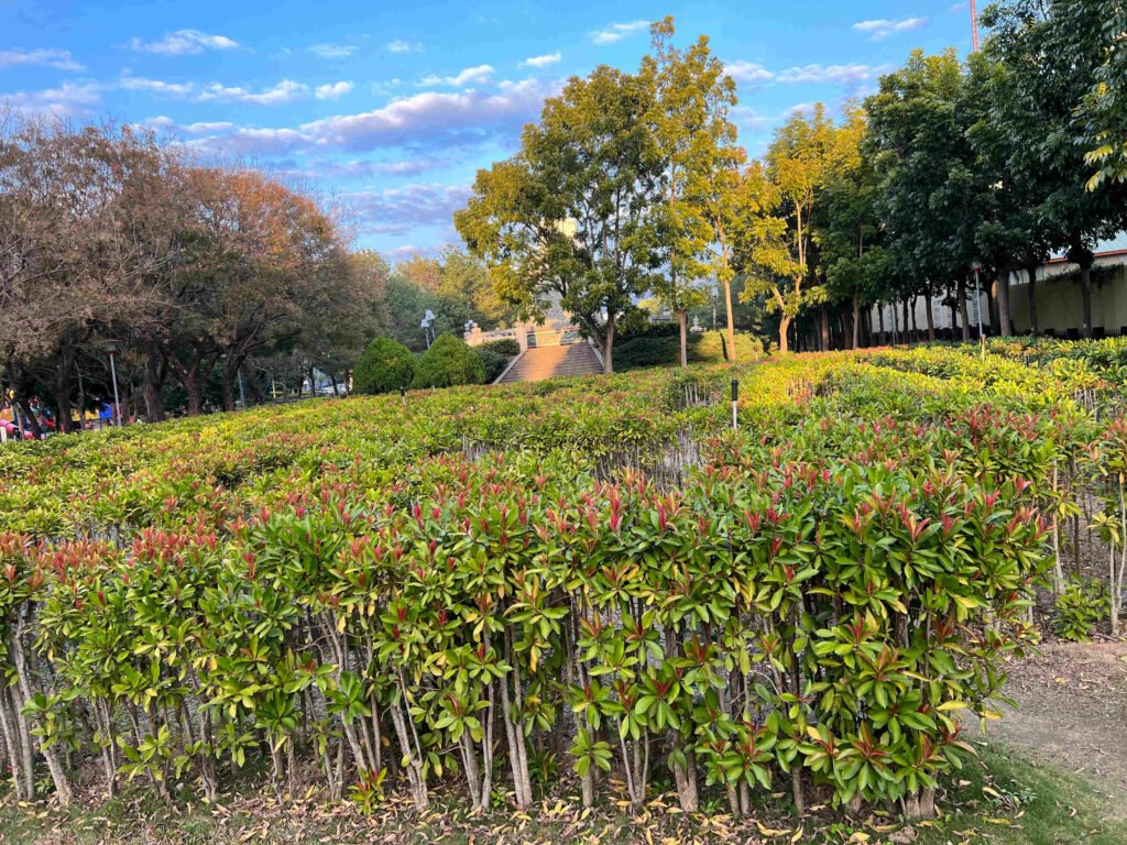 豐原-慈濟公園10-迷宮